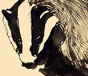 Badger | Animal Drawings